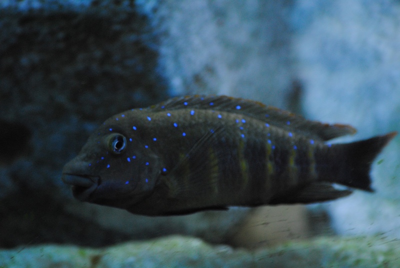 Eretmodus cyanostictus 'Mpulungu'